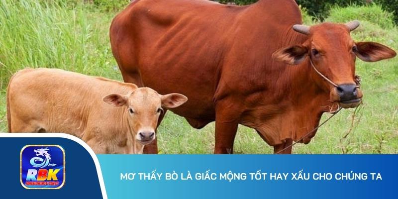 Mơ Thấy Bò: Lý Giải Giấc Mơ Độc Đáo Và Những Con Số Liên Quan 