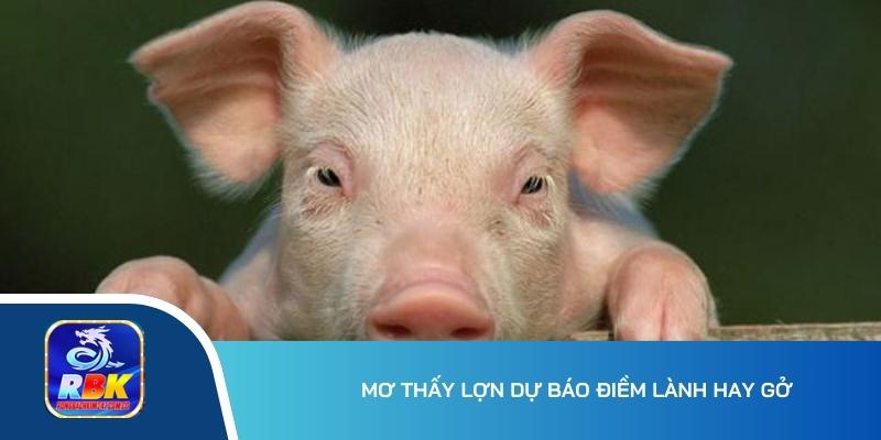 Mơ Thấy Lợn Đánh Con Gì, Số Mấy Dễ Trúng Độc Đắc?