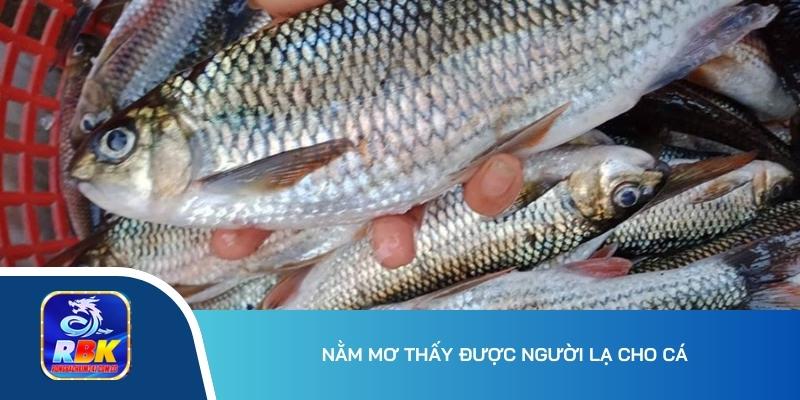 Nằm Mơ Thấy Nhiều Cá - Nguyên Nhân Chính & Lý Giải Giấc Mơ