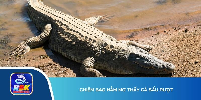 Nằm Mơ Thấy Cá Sấu Ý Nghĩa Gì? 15+ Cặp Số Đẹp Tương Ứng