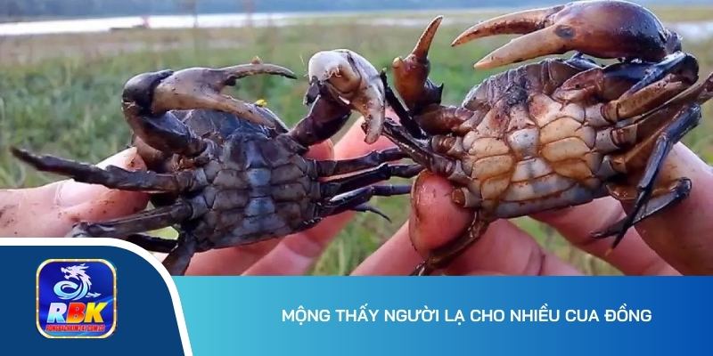 Nằm Mơ Thấy Nhiều Cua Đồng - Gợi Ý Bộ Số May Mắn