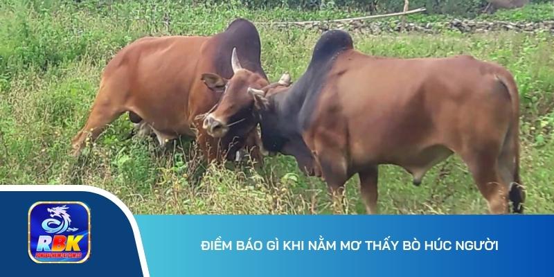 Mơ Thấy Bò: Lý Giải Giấc Mơ Độc Đáo Và Những Con Số Liên Quan 