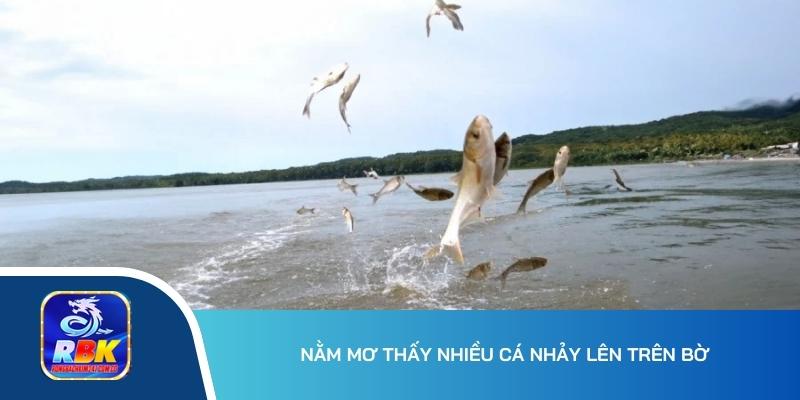 Nằm Mơ Thấy Nhiều Cá - Nguyên Nhân Chính & Lý Giải Giấc Mơ