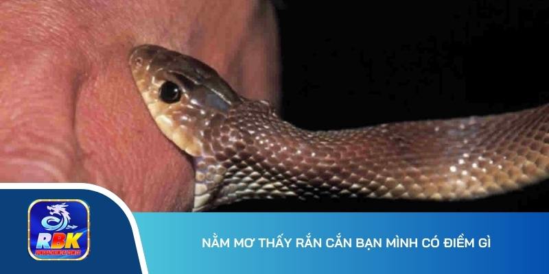 Nằm Mơ Thấy Rắn Cắn: Điềm Báo Lành Hay Dữ Cho Người Mơ?