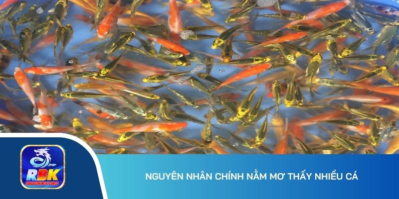 Nằm Mơ Thấy Nhiều Cá - Nguyên Nhân Chính & Lý Giải Giấc Mơ