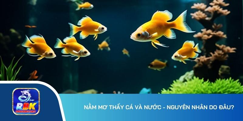 Nằm Mơ Thấy Cá Và Nước - Giải Mã Chi Tiết Từ A-Z