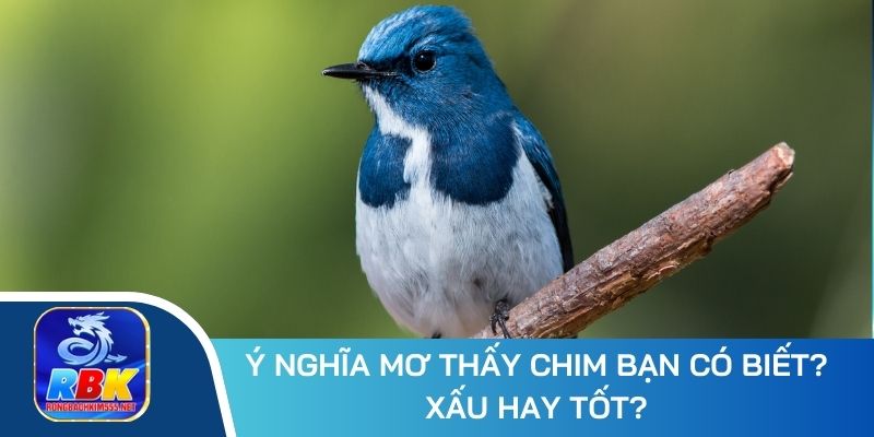 Phân Tích Giấc Mơ Thấy Chim: Ý Nghĩa, Các Con Số May Mắn