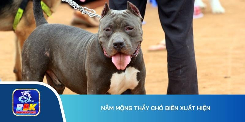Nằm Mơ Thấy Chó Có Ý Nghĩa Gì Trong Cuộc Sống?