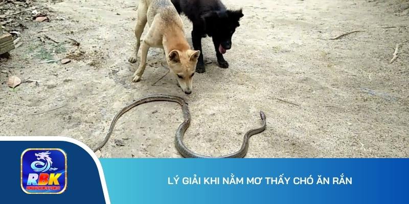 Nằm Mơ Thấy Chó Có Ý Nghĩa Gì Trong Cuộc Sống?