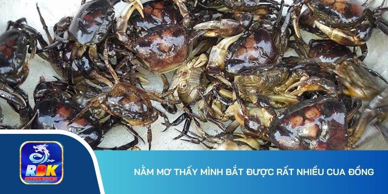 Nằm Mơ Thấy Nhiều Cua Đồng - Gợi Ý Bộ Số May Mắn